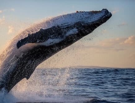 Sea World Cruises whale watching experience